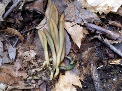 Microglossum olivaceum
