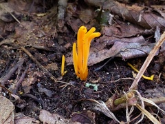 Clavulinopsis helvola