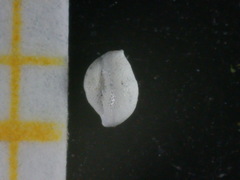 Quinqueloculina