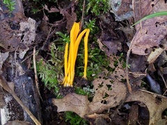 Clavulinopsis helvola