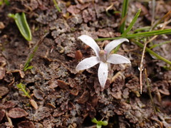 Lobelia perpusilla