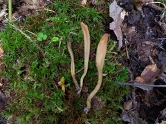 Microglossum olivaceum