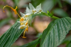 Globba marantina