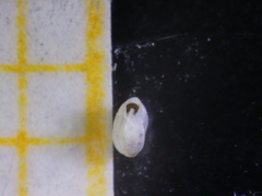 Quinqueloculina