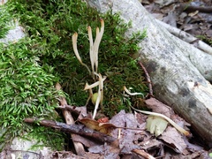 Clavaria acuta