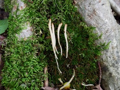 Clavaria acuta