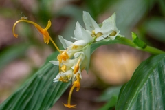 Globba marantina