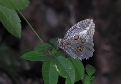 Dasyophthalma creusa