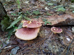 Tricholomopsis rutilans