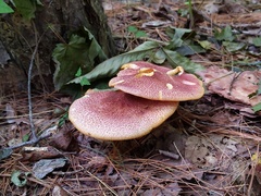 Tricholomopsis rutilans