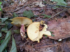 Tricholomopsis rutilans