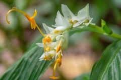 Globba marantina
