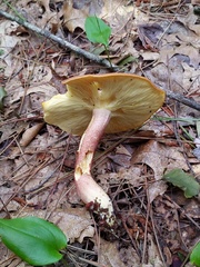 Tricholomopsis rutilans