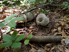Hypomyces melanocarpus