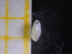 Quinqueloculina