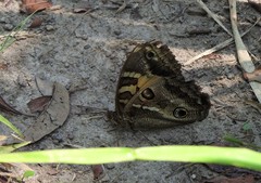 Blepolenis catharinae