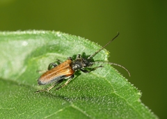 Anogcodes melanurus