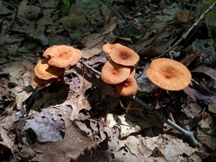Lactarius areolatus