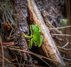 Hyla euphorbiacea