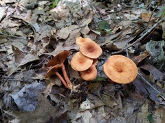 Lactarius areolatus