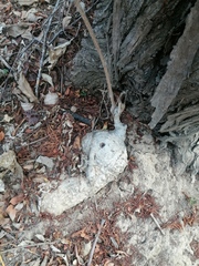 Ibervillea hypoleuca