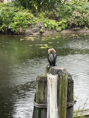 Anhinga anhinga leucogaster