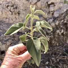 Horsfordia newberryi