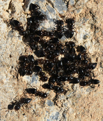 Crematogaster auberti