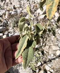 Horsfordia newberryi