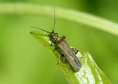 Oedemera virescens