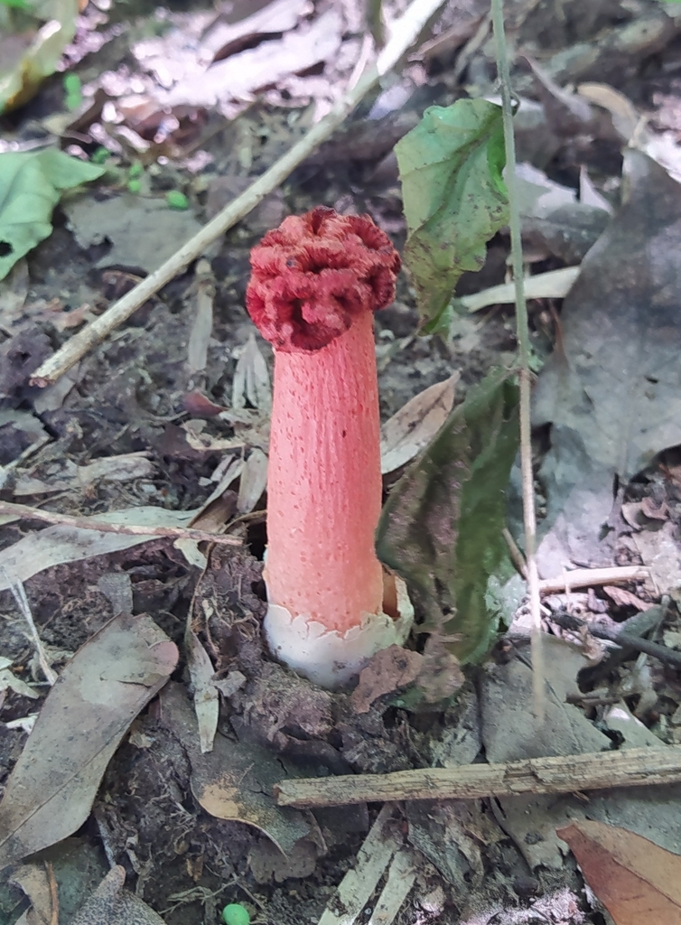Lysurus sphaerocephalus · February 2022 · photo: © seba_fornes (iNaturalist, cc-by)