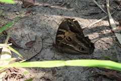 Blepolenis catharinae
