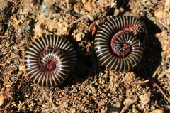 Ommatoiulus diplurus