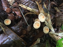 Marasmius pulcherripes