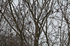 Passer montanus
