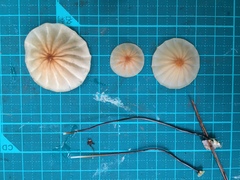 Marasmius pulcherripes