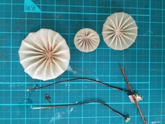 Marasmius pulcherripes