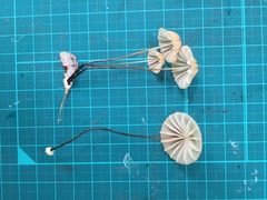 Marasmius pulcherripes