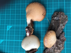 Cryptoporus volvatus