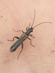 Oedemera pthysica
