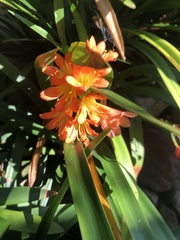 Clivia