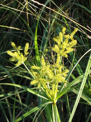 Cyperus pohlii