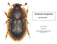 Amphotis marginata