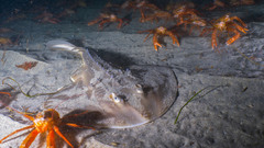 Thornback photo 2