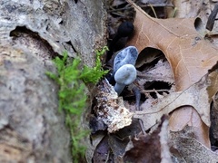 Hypomyces papulasporae