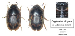 Cryptarcha strigata