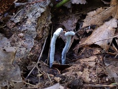 Hypomyces papulasporae