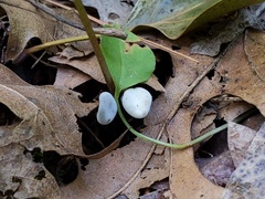 Hypomyces papulasporae