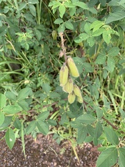 Crotalaria