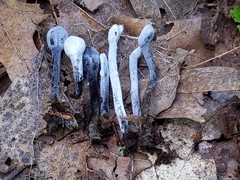 Hypomyces papulasporae